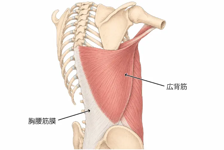 胸腰筋膜と筋連結