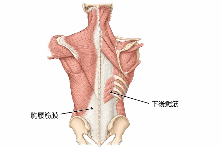 胸腰筋膜と筋連結２