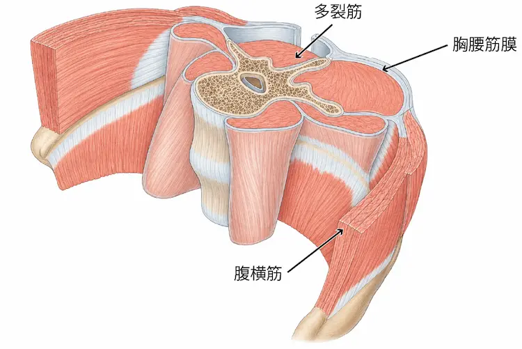 胸腰筋膜と筋連結４ (1)