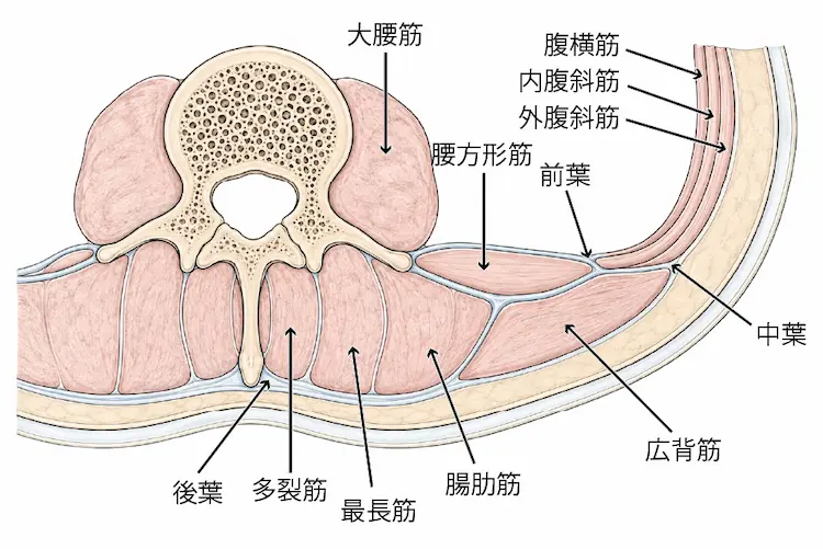 胸腰筋膜の構造