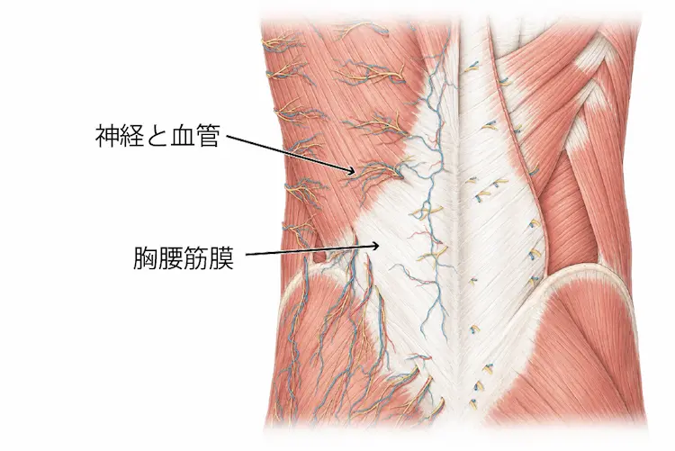 胸腰筋膜の血管