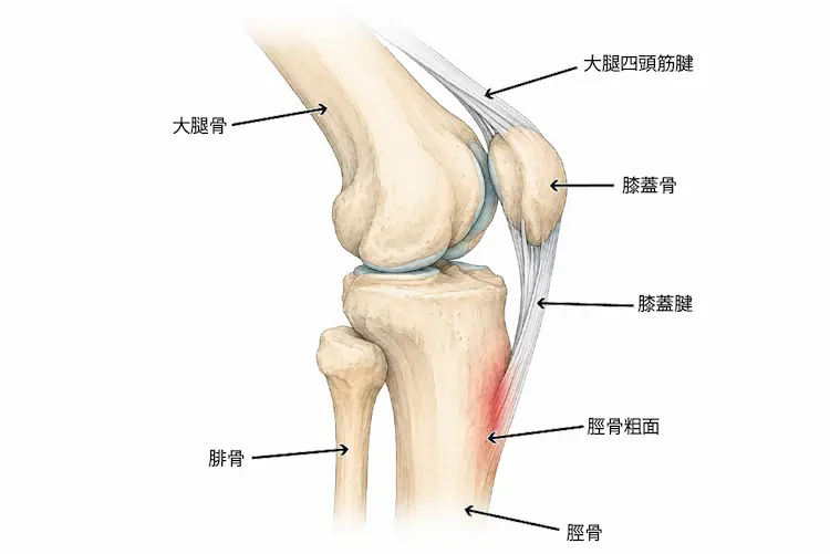 膝関節の解剖