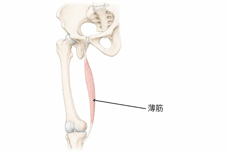 骨盤から脛骨をつなぐ薄筋の外観を示すイラスト