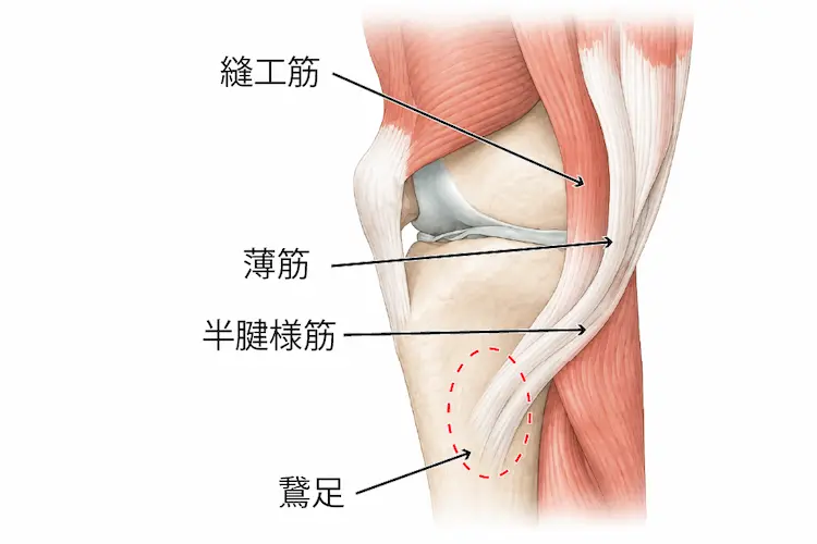鵞足の解剖を説明したイラスト膝の内側の筋肉を図示している