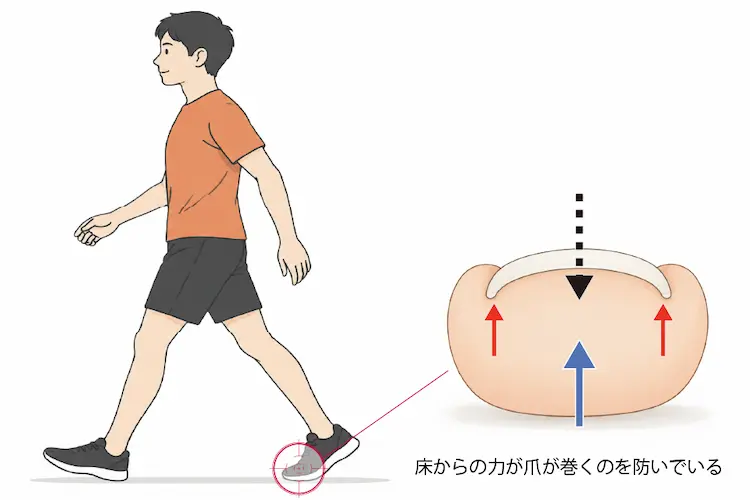若者の歩行と爪への影響を示したイラスト