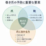 巻き爪の予防法爪切り・靴・歩き方との関係を専門家が解説